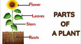 A diagram showing the names of different parts of a Sunflower and where they are located on the plant.