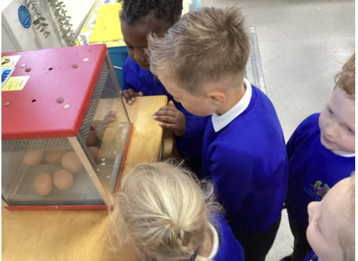 Students looking at an egg incubator
