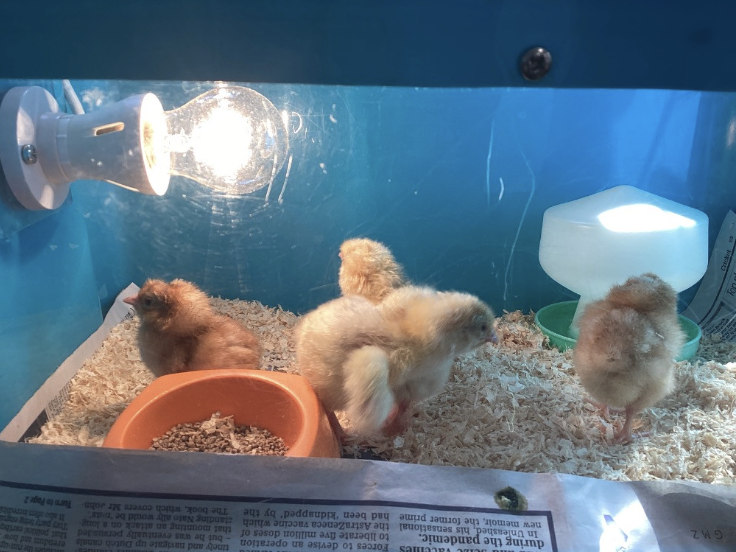 Chicks in a vivarium