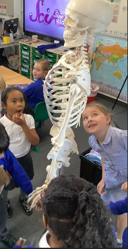 students are gathered around a full-size skeleton model, likely during a science lesson about the human body.