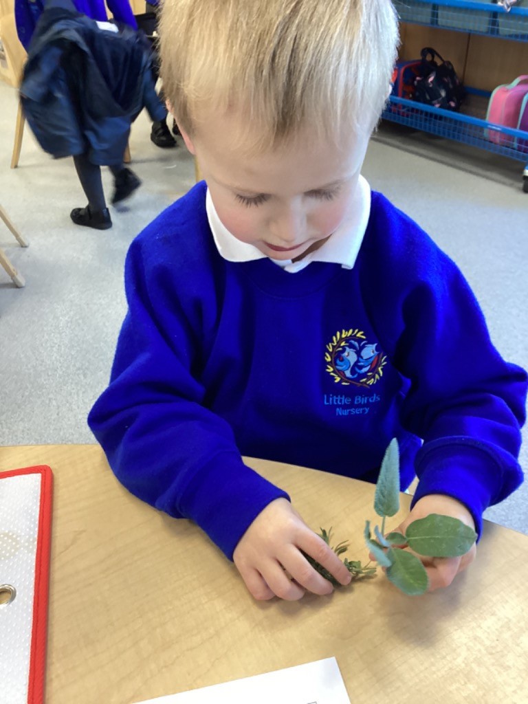 A boy in a blue uniform, which has a patch for "Little Birds Nursery," is closely examining plant materials (leaves and herbs) laid out on a table, likely engaging in a sensory or nature study activity.