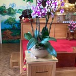 A potted purple and white orchid plant resting on a small wooden stand inside a temple, with red carpet and mural visible.